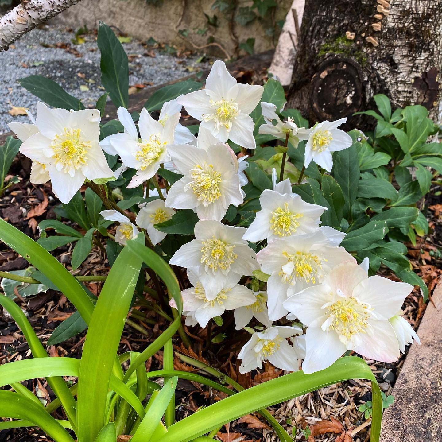 Ces jolies roses de Noël de notre jardin arrivent à point nommé pour notre retour ! 
Elles nous permettent aussi de vous souhaiter à tous une très très belle année 2023 ! Merci pour votre confiance et votre fidélité, vos sourires et les moments de partage que nous vivons ici grâce à vous ! 
.
.
.
#weareback 💥 #pinson2k23 #restaurantchambery #chambery