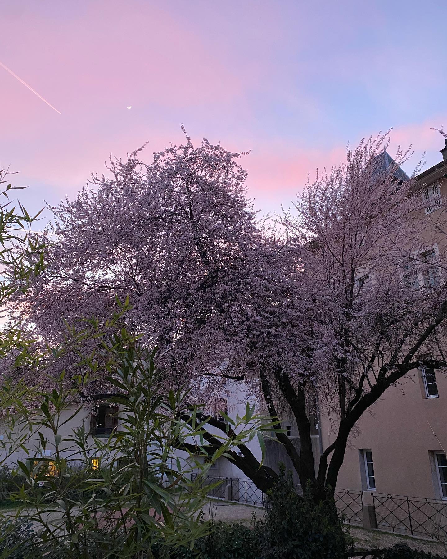 Floraison 2024 🌸🌸🌸
Le majestueux prunus est en fleurs !
.
.
.
#blossom #chambery #chamberymontagnes #restaurantchambery